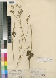 Image result for Senecio oxyriifolius