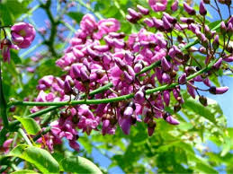 Image result for Millettia