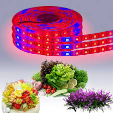 Led Grow Light Strip Led Plant Grown Light 12v Red Blue Waterproof Light For Greenhouse Hydroponic Plant Growing Lamp 1 M 60 Led Rigid Led Strips 24v Led Strips From Crestech168 1 34 Dhgate Com