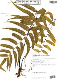 Image result for Asplenium pumilum