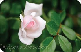 White dawn was introduced in 1949, and its lush,. Growing New Dawn Climbing Rose