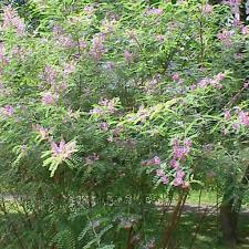 Image result for Indigofera adenoides