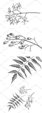 Neem Black White Illustration Black And White Illustration Black And White Leaf Illustration The colors of autumn digital clip art set includes 48 png files with transparent this is a gorgeous set of 8 maple leaf images! neem black white illustration black
