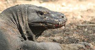 Komodo Island Indonesia 48 Komodo Dragon Visiting Places