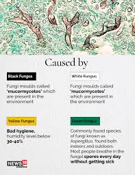 Typically, green fungus sits between the pleopods, where the shell of the shrimp is thinner and thus more consistent for the ectoparasite. 8yvwtfuljfvslm