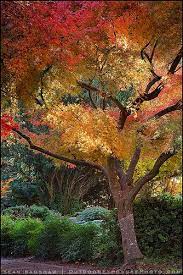 Japanese Garden Ashland Oregon Japanese Garden Ashland Oregon Beautiful Tree