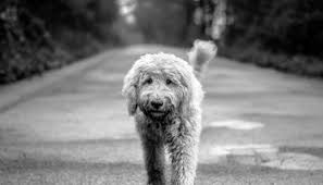 Don't miss what's happening in your neighborhood. The 5 Best Goldendoodle Breeders In New Jersey Nj 2021
