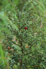 Image result for Cryptocarya woodii