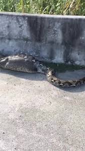 Maybe you would like to learn more about one of these? Mije Snakemaster