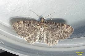 Image result for Eupithecia conterminata