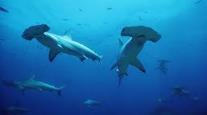 Overview conservation & management resources. Bbc Earth Thousands Of Sharks One Tiny Island