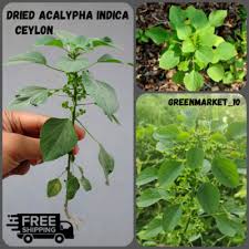 Image result for Acalypha indica
