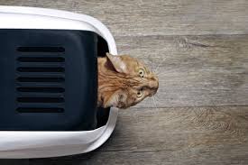 Why Is My Cat Sleeping In Their Litter Box In 2020 Cat Sleeping Litter Box Cats
