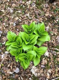 That's what you'll discover after you plant a few in your even though deer like to eat hosta, the plants are not recommended for human consumption. Looks Like A Wild Hosta What Is It Located In The Great North Woods Nh Whatsthisplant Hostas Plant Images Parts Of A Plant