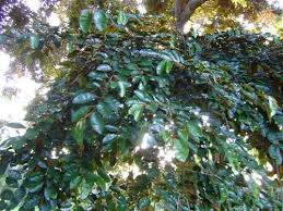 Image result for Chrysophyllum