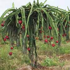 Dragon fruit cactus growing overview: Dragon Fruit Cactuses For Sale Brighterblooms Com