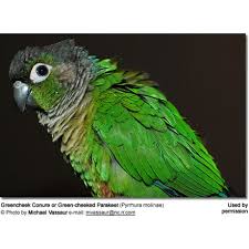 Pineapple Green Cheek Conure (Everything You Need To Know)