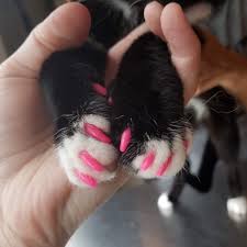 Why healthy felines will sometimes pull at claws. 5 Myths You Should Know About Cat Nail Caps National Cat Groomers Institute
