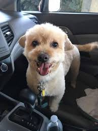 My oldest was Fry 4 years ago. His hair would've looked better if it was a  bit longer.