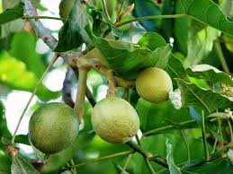 Malahan dikatakan kelebihan buah kelapa ini terlalu banyak dan amat berguna kepada kesihatan manusia. Buah Keras Banyak Khasiat Tau Salah Satunya Boleh Guna Sebagai Kosmetik Trylah
