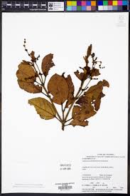 Image result for Alchornea laxiflora