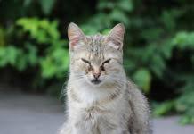 Schaffst du es, ihn zu bespassen und zum spielen zu animieren? Verstopfung Bei Katzen Die Ausloser Ursachen Und Erkrankungen