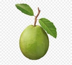 Guava Punch Clip Art Fruit Guava Fruit Png Download 3634585 Pinclipart Below i present my short. guava punch clip art fruit guava