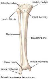 Leg bone anatomy diagram diagram of human leg human anatomy human leg bones anatomy stock photo download image now anatomy of the knee central coast orthopedic medical group Fibula Bone Anatomy Bones Medical Anatomy Anatomy And Physiology