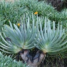 Image result for Aloe plowesii