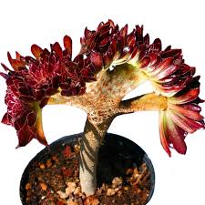 The most common cactus flower art material is paper. Egrow 100 Pcs Pack Cockscomb Seeds Succulents Bonsai Garden Cactus Flower
