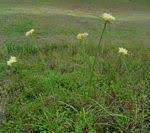 Image result for Cyperus longicarpus