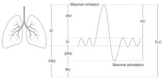 Image result for Lung Volume