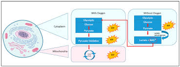 Sensors Free Full Text Sensors For Fetal Hypoxia And