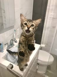 I'm a light sleeper, so this wakes me up had same issue i have to close my bedroom door at night or he keeps me awake so he started sigging at my door. Every Time I Shower He Thinks I M Suffering And Tries To Rescue Me Aww