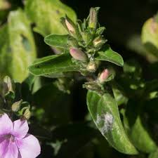 Image result for Barleria setosa