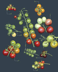 Maybe you would like to learn more about one of these? Guide To Growing Cherry Tomatoes Finegardening