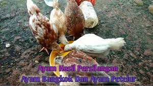 Ayam Hasil Persilangan Antara Ayam Bangkok Dengan Ayam Petelur Youtube