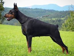 We did not find results for: American Vs European Doberman An In Depth Comparison