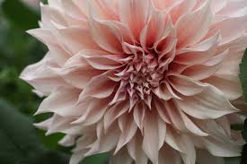 Franklin fowers is for any franklin residents who like to grow things. Field To Vase A Friend To Local Flower Farms Gardenista