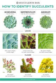 Money back guarantee · featured collections · returns made easy How To Identify Different Types Of Succulents Part I Echeveria Sempervivum And Aeonium Plant Types Of Succulents Plants Types Of Succulents Planting Succulents
