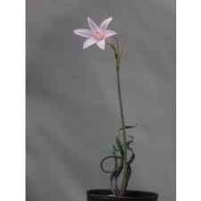 Image result for Cyrtanthus welwitschii