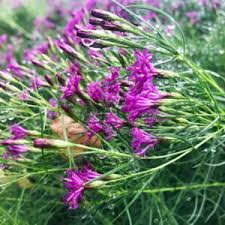 Image result for Vernonia purpurea
