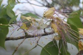 Image result for Crateva