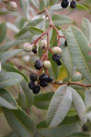 Image result for Ozoroa nitida