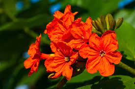 Crape myrtles are some of the most beautiful trees in florida. What Is A Geiger Tree Learn About Growing A Geiger Tree