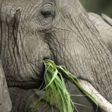 What do elephants like to eat. Do Elephants Eat Peanuts Wild Life Faq