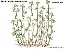 Epingle Sur Plantes Jardin Miniature Nature