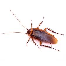 All service technicians are licensed through the nevada state agriculture department and are required to perform continuing education units throughout the. Cockroach Exterminators Cockroach Control Removal Services