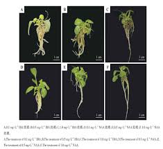 Image result for Fimbristylis scabrida