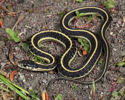 Maybe you would like to learn more about one of these? Hinterland Who S Who Western Garter Snake